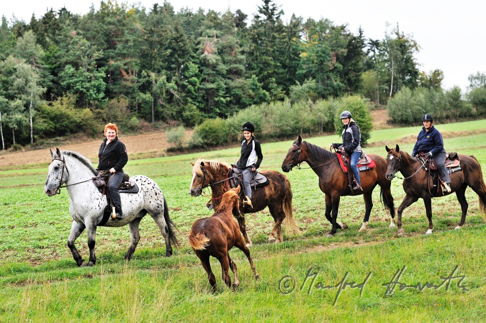 a group of riders passes a forest glade