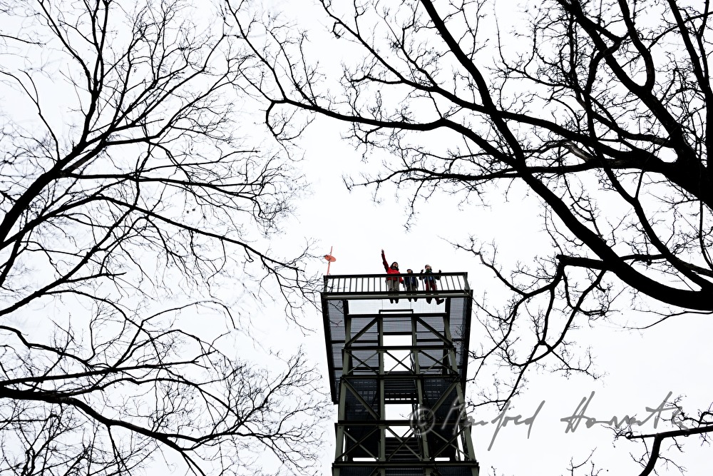 look out and  branches of treetops