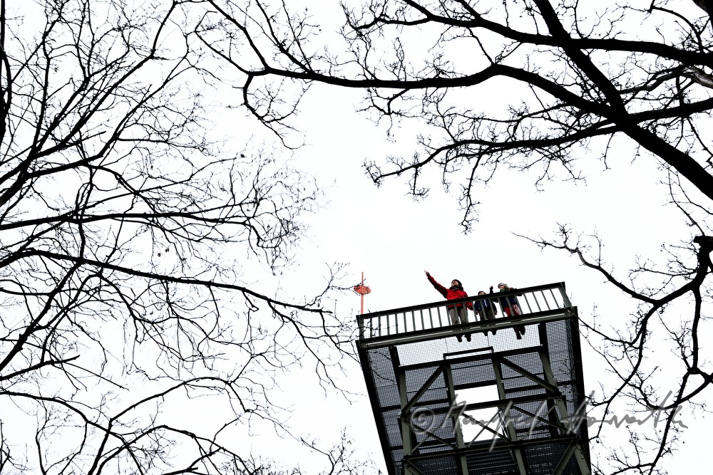look out and  branches of treetops
