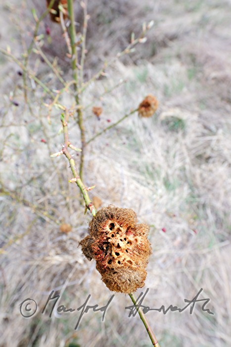Rose gall wasp (Diplolepis rosae) on a rose hip