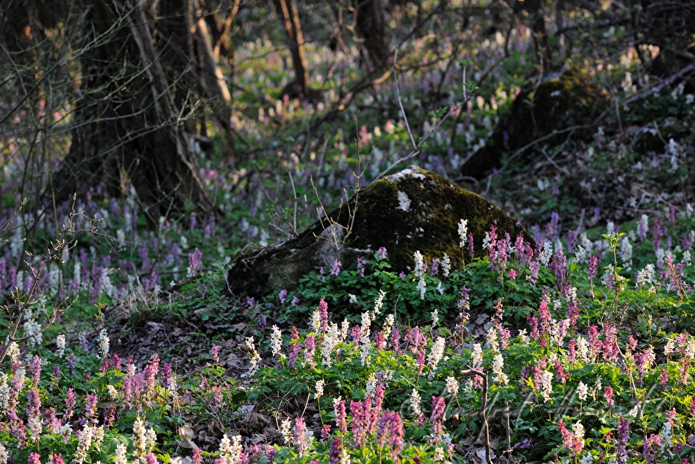 forest floor covered with Corydalis