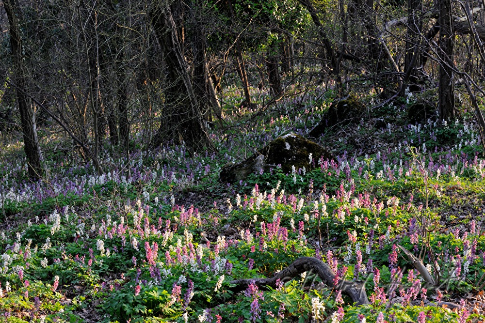 forest floor covered with Corydalis