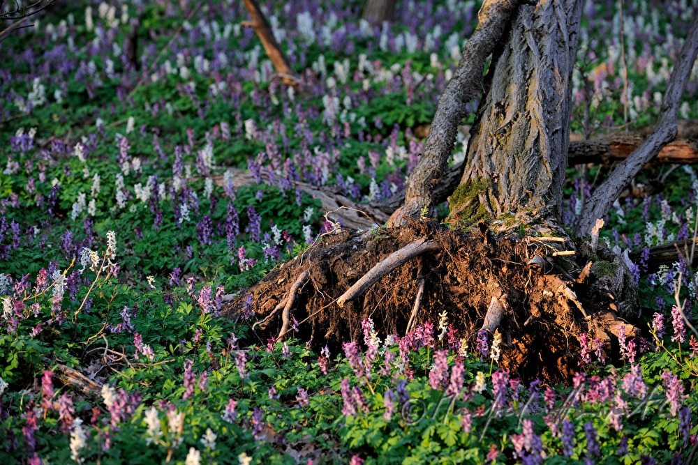 forest floor covered with Corydalis