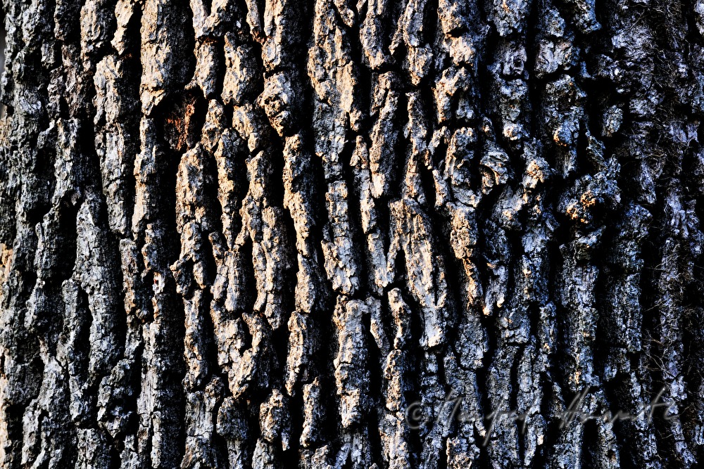 detail of the bark of an oak tree