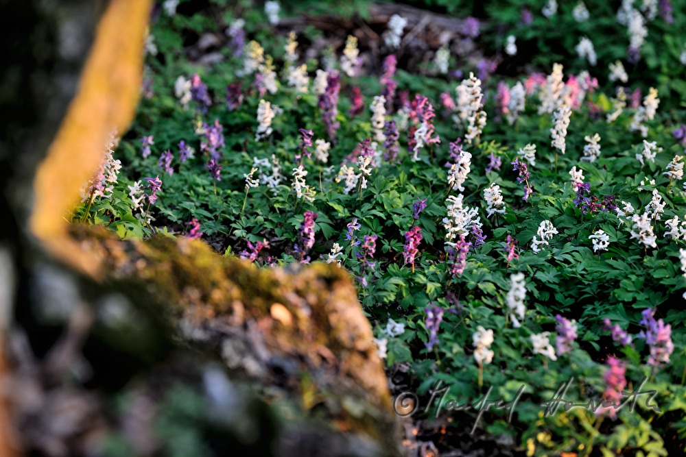 forest floor covered with Corydalis