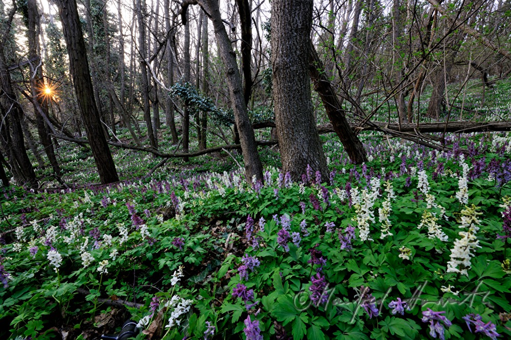 forest floor covered with Corydalis