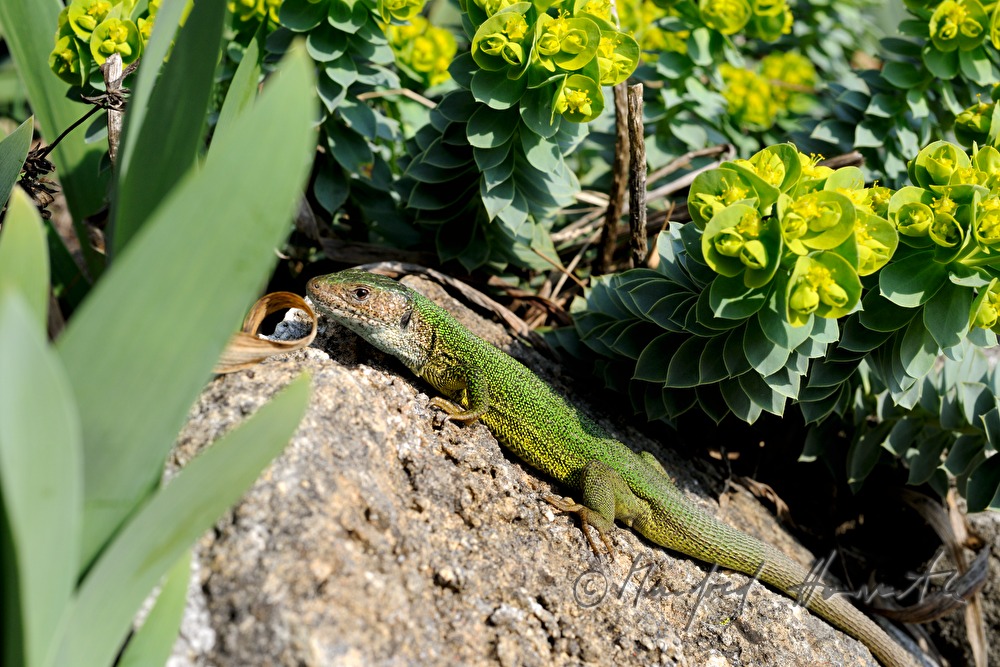 European Green Lizard on a stone