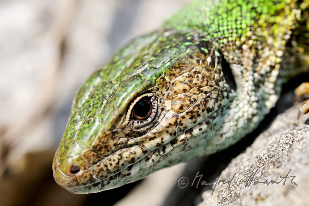 European Green Lizard on a stone