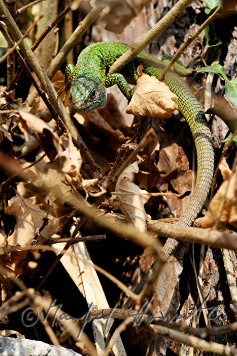 European Green Lizard on a stone