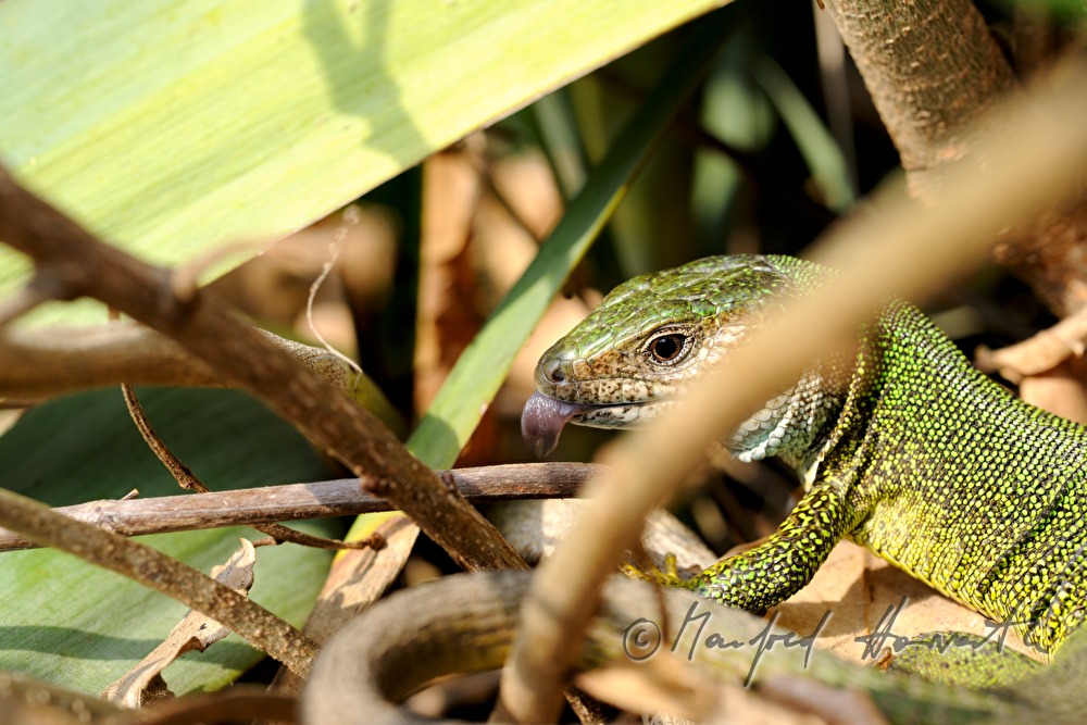 European Green Lizard on a stone