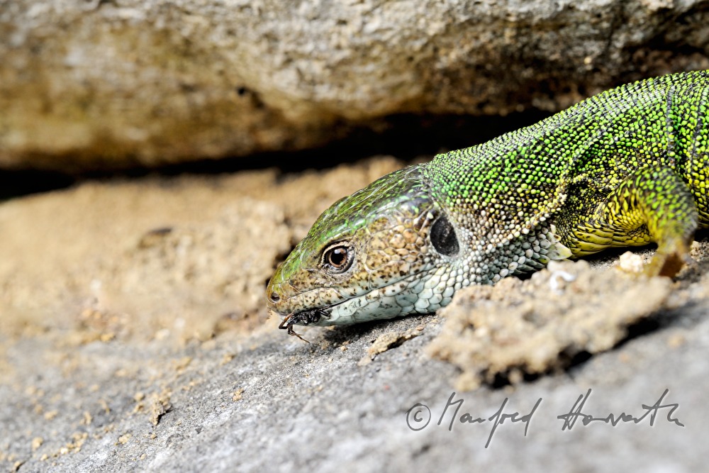 European Green Lizard eats an ant