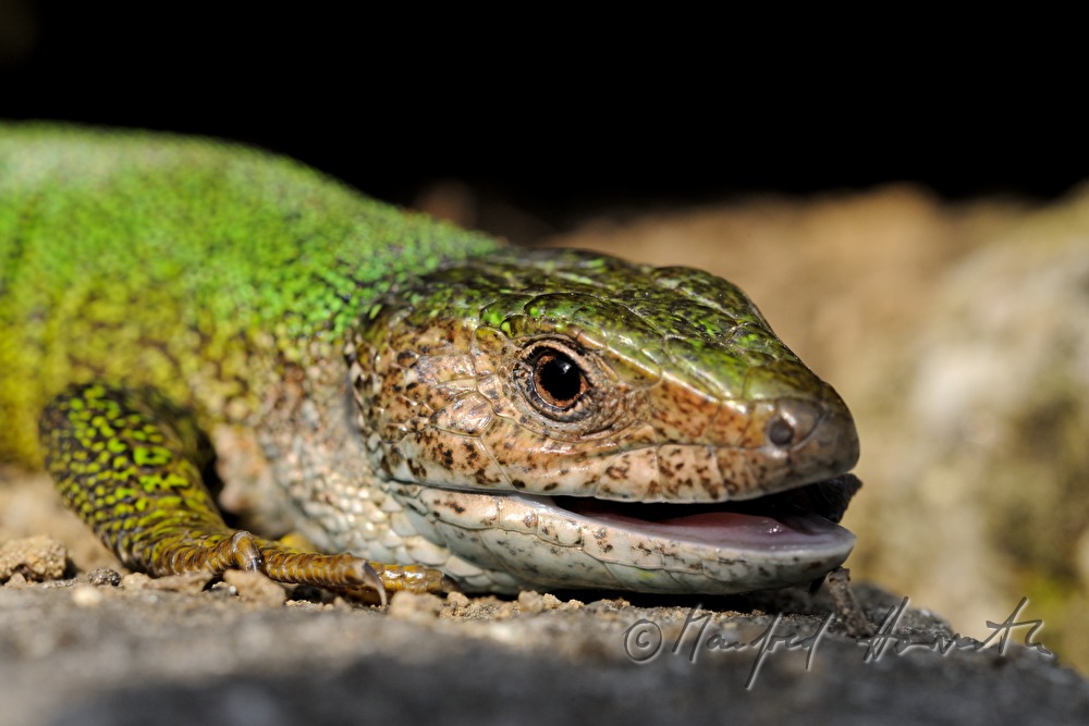 European Green Lizard on a stone