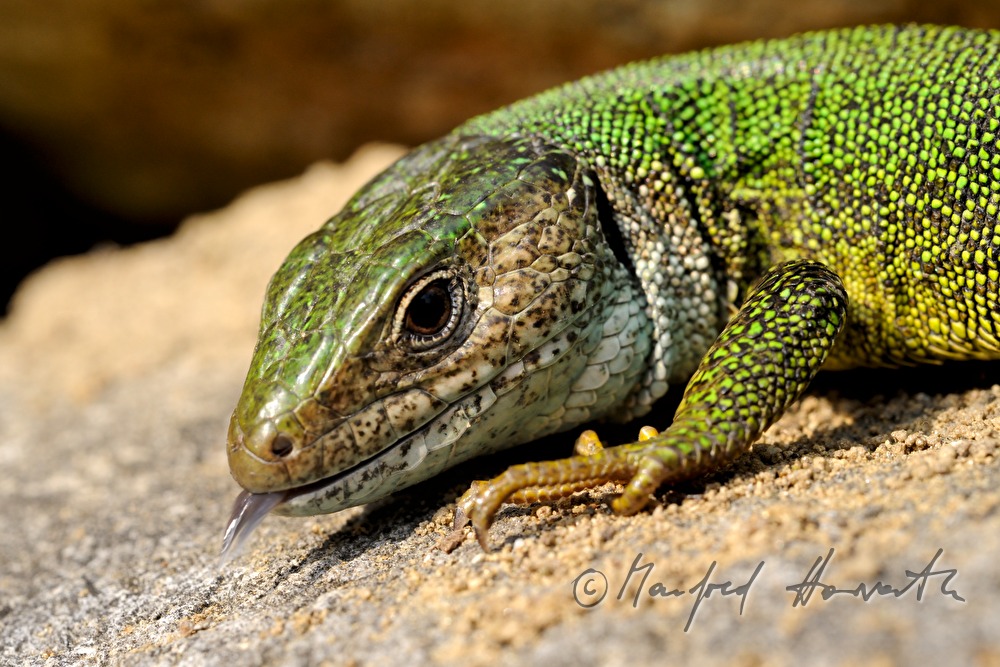 European Green Lizard on a stone