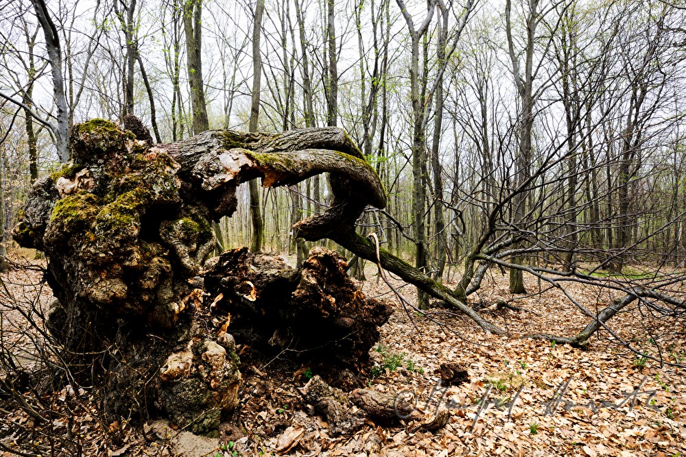 aged bend oak tree (