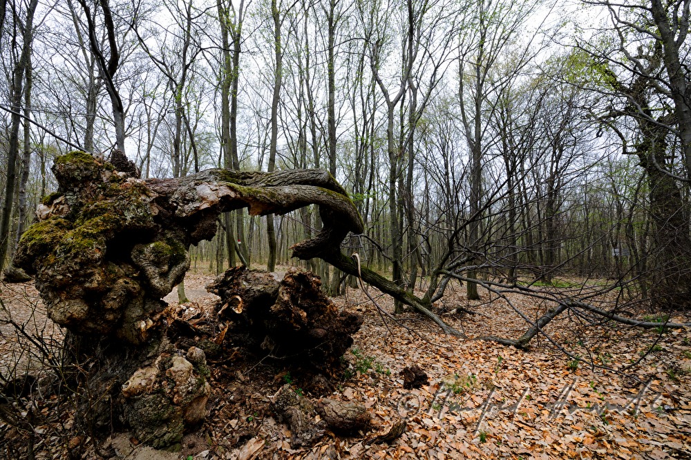 aged bend oak tree (