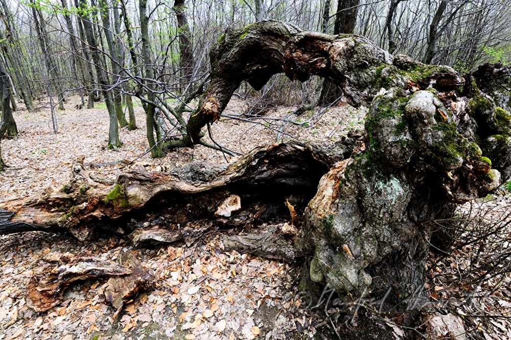 aged bend oak tree (