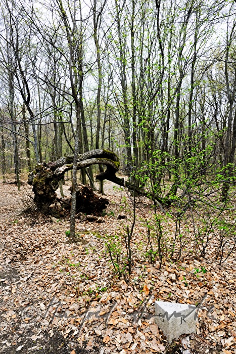 aged bend oak tree (
