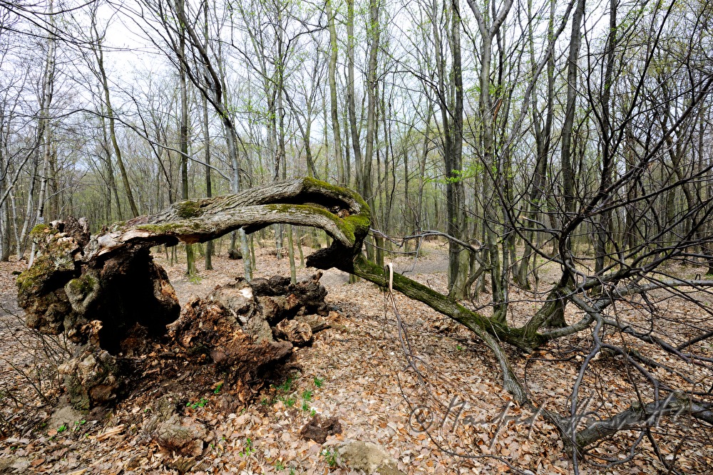 aged bend oak tree (