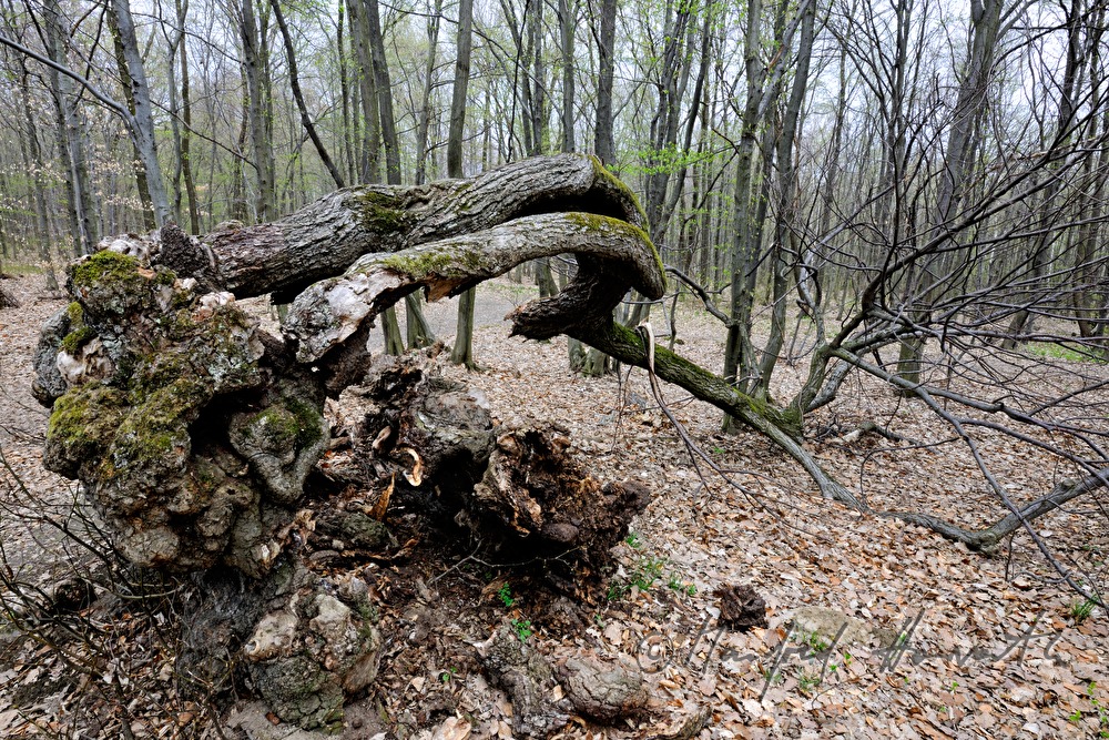 aged bend oak tree (