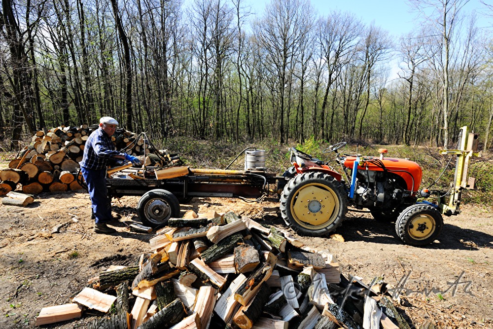 farmer mauls wood in the forest