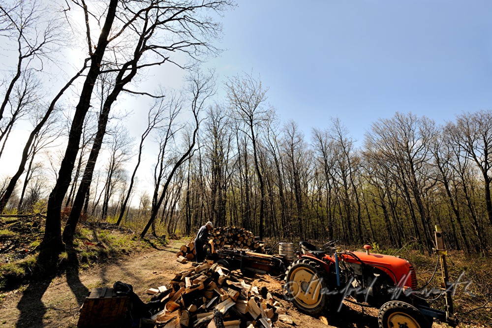 farmer mauls wood in the forest