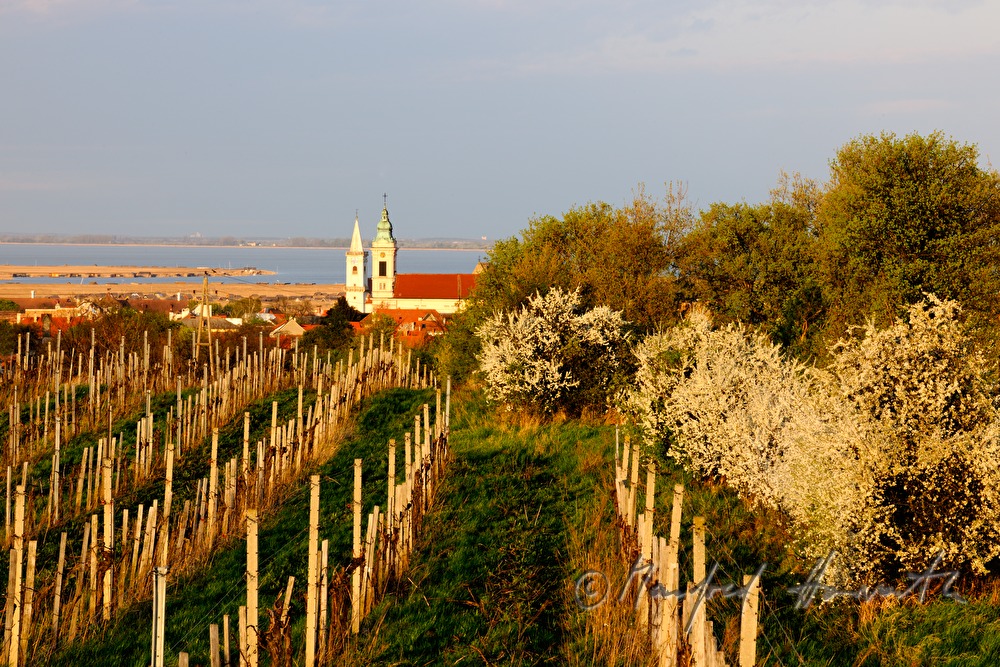 blooming trees in the vineyard