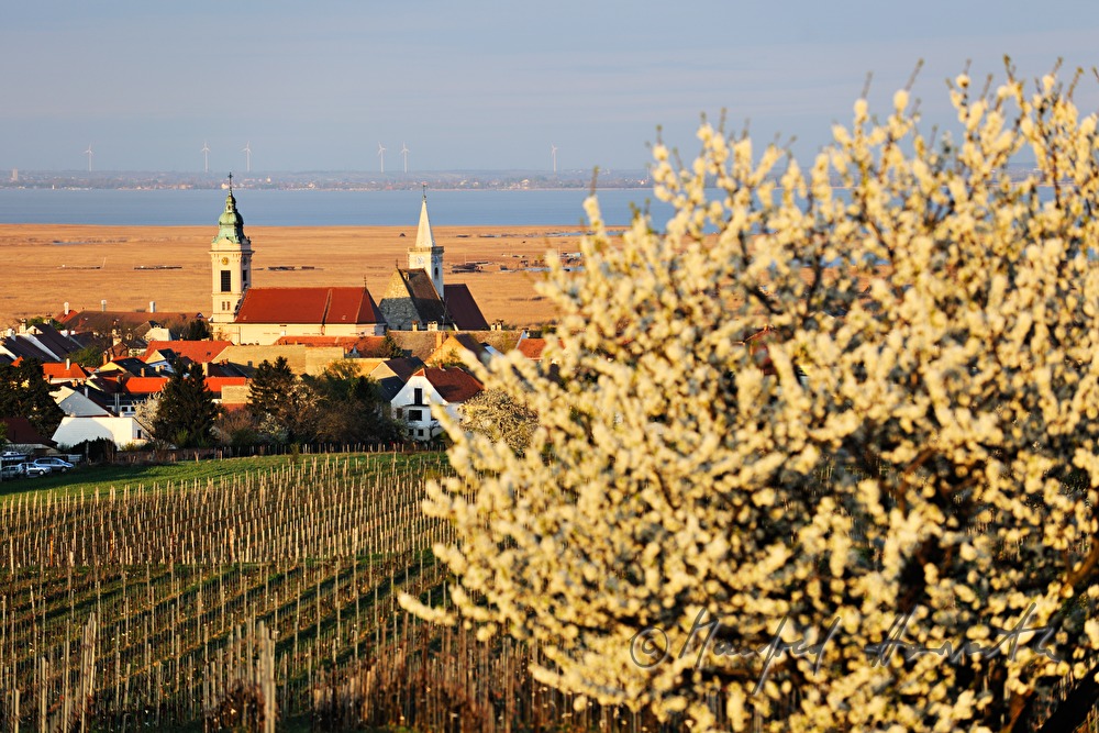 blooming trees in the vineyard