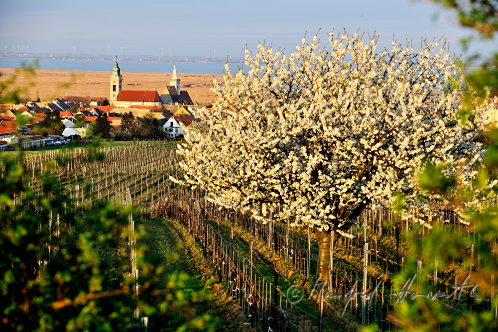 blooming trees in the vineyard
