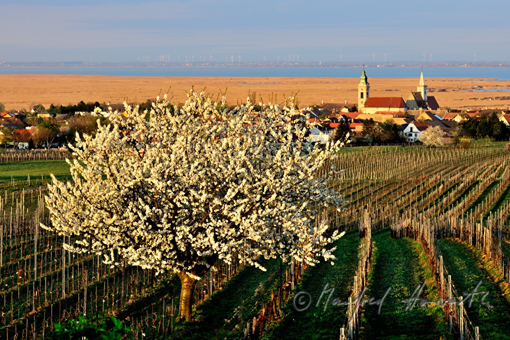 blooming trees in the vineyard