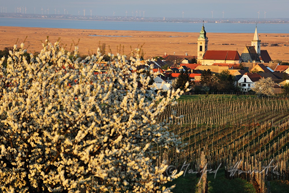 blooming trees in the vineyard