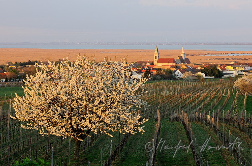 blooming trees in the vineyard
