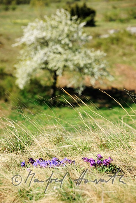 blooming irises in spring