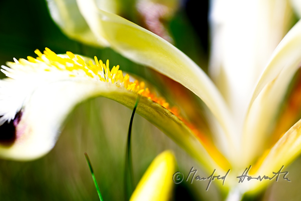 blooming irises in spring