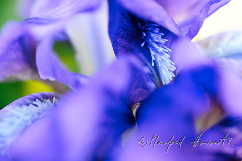 blooming irises in spring