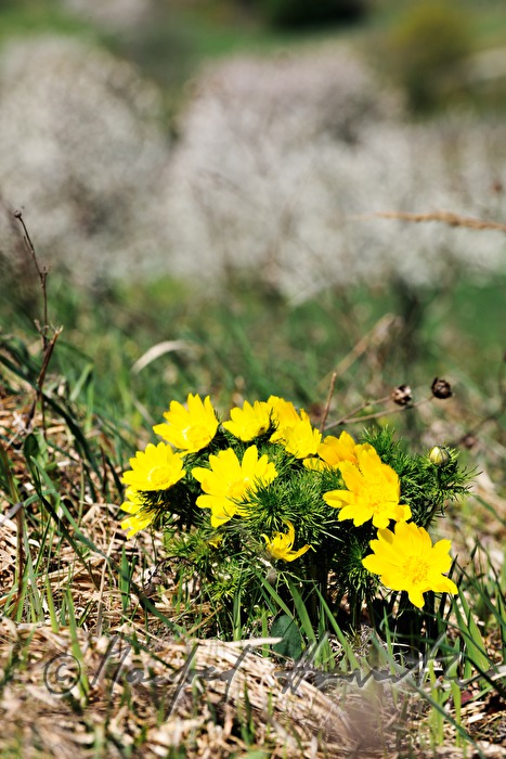 Adonis plant in the Naturschutzgebiet Thenau