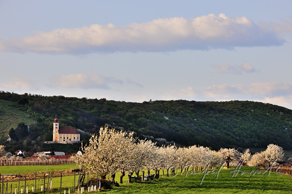 blooming cherry tree in a pad