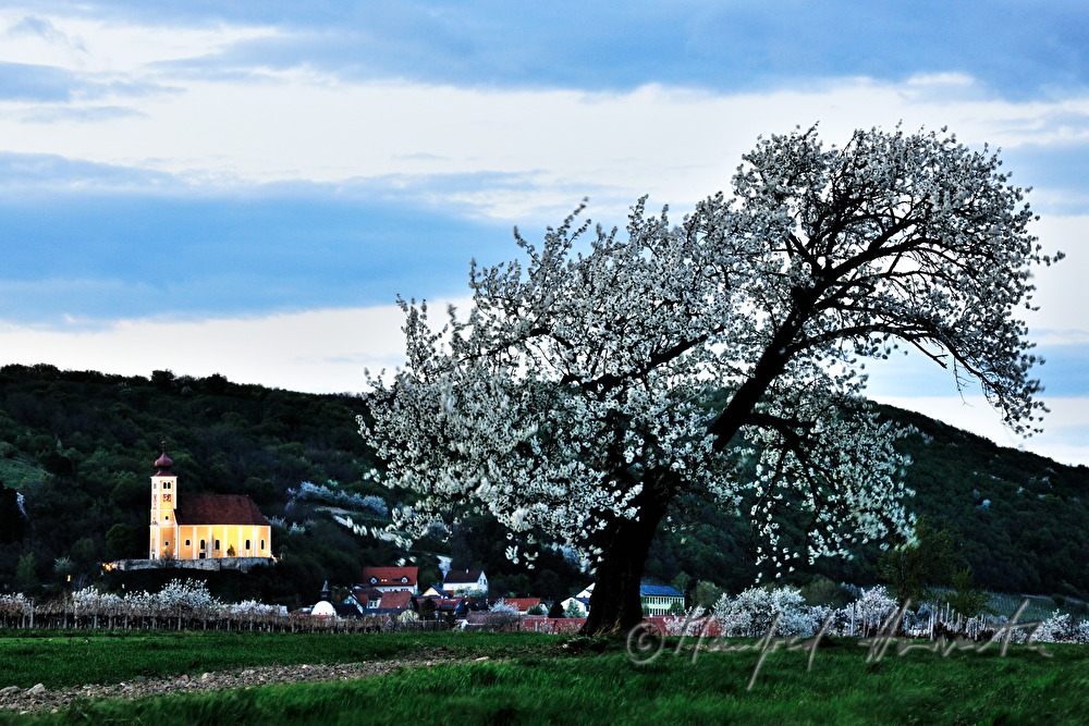 blooming cherry tree in a pad