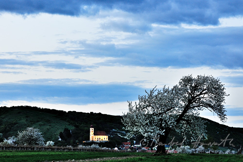 blooming cherry tree in a pad