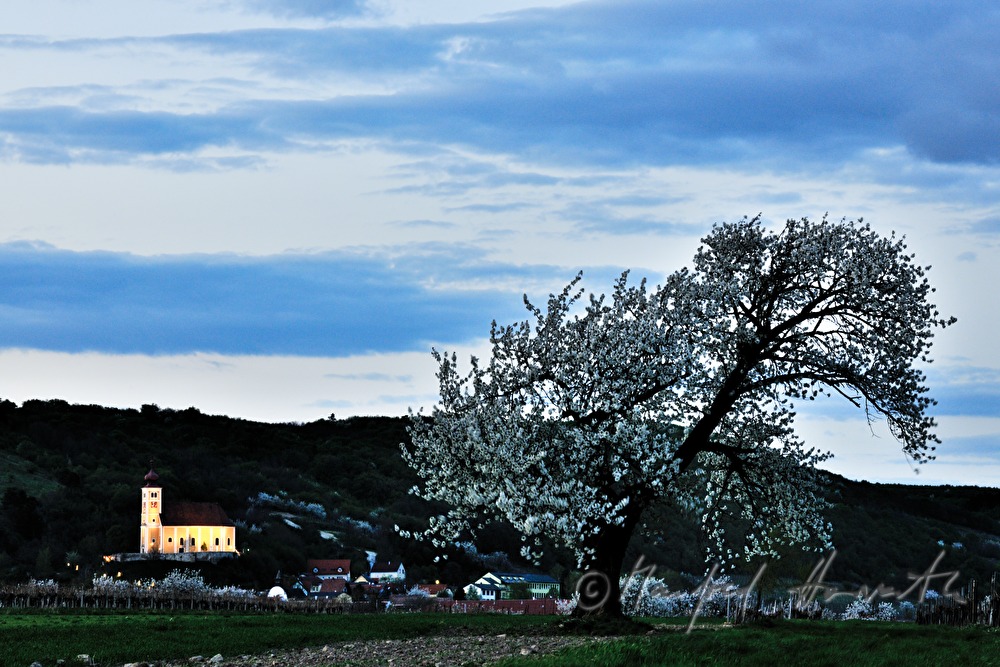 blooming cherry tree in a pad
