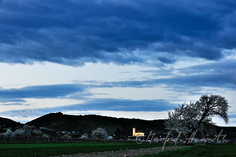 blooming cherry tree in a pad