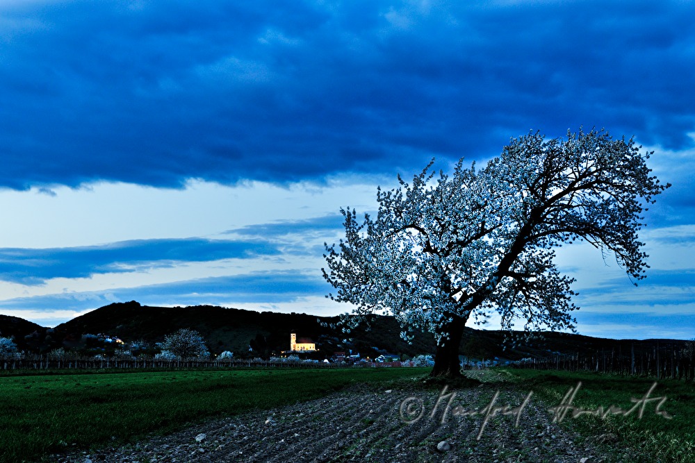 blooming cherry tree in a pad