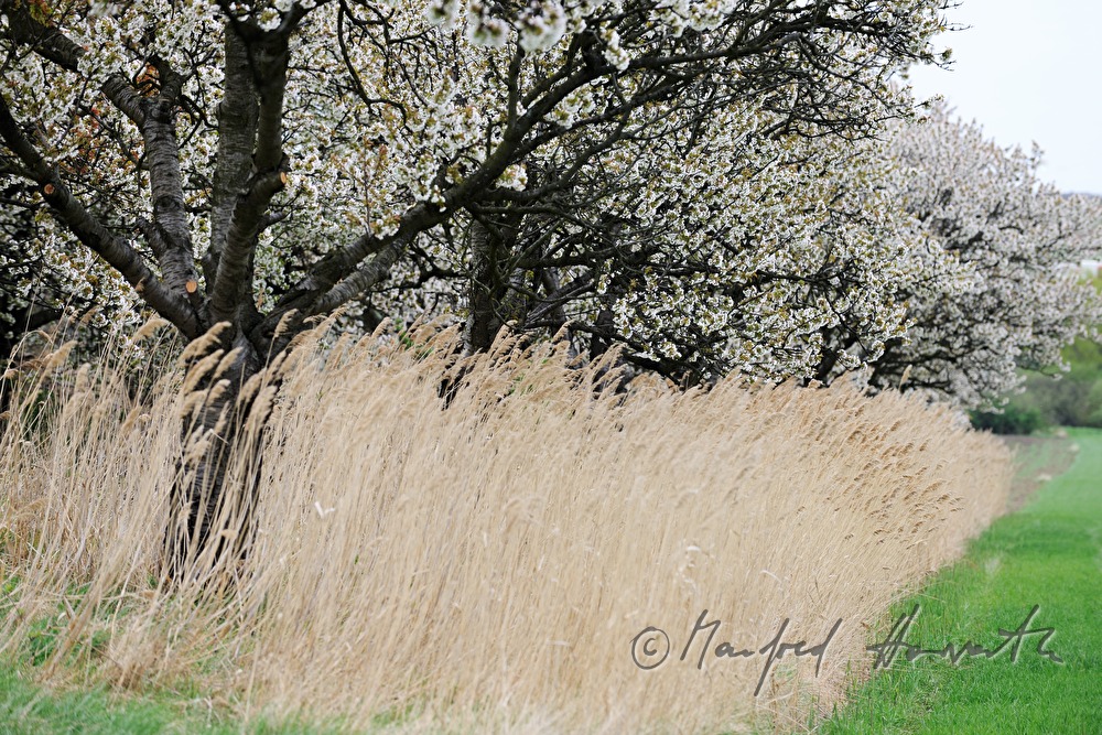 blooming cherry trees in the field