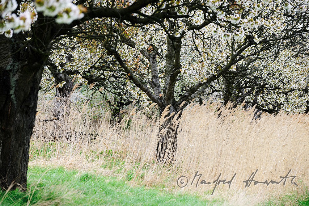 blooming cherry trees in the field