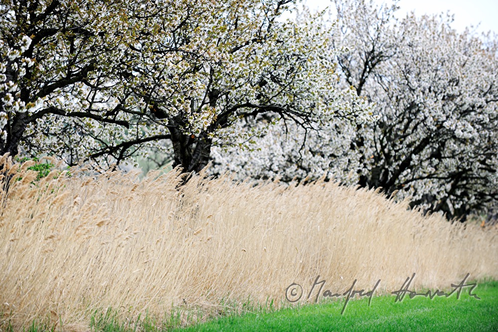 blooming cherry trees in the field
