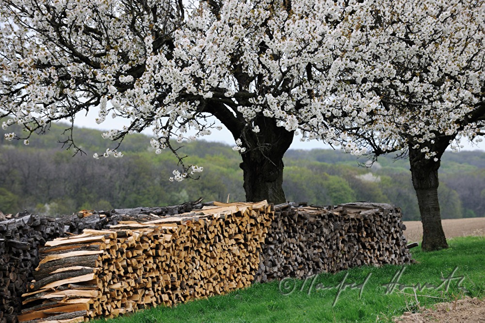 blooming cherry trees and woodpile