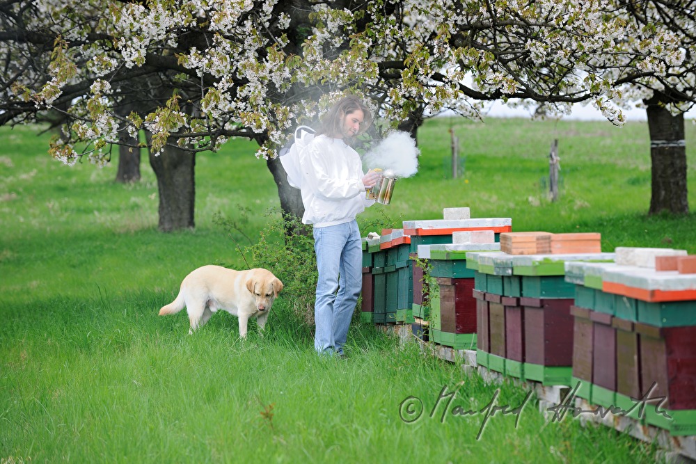 beekeeper blooming cherry trees