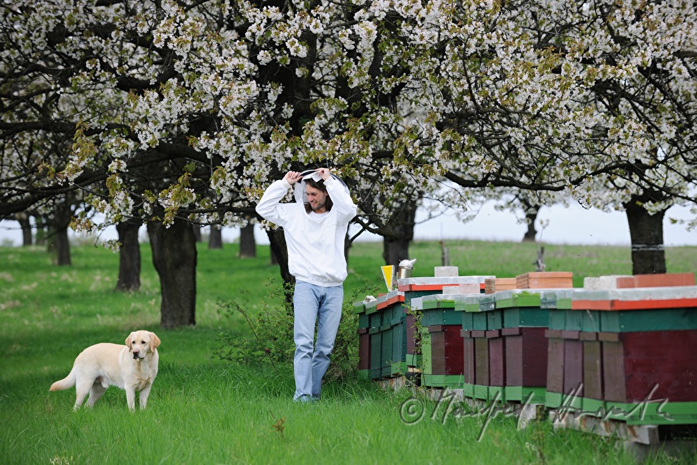 beekeeper blooming cherry trees