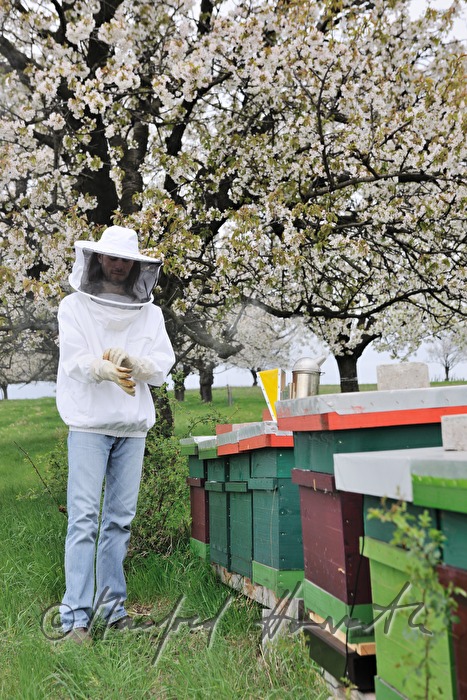 beekeeper blooming cherry trees
