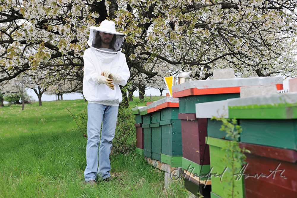 beekeeper blooming cherry trees