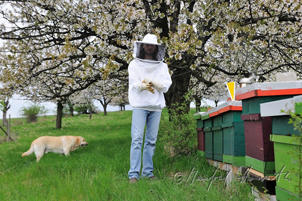 beekeeper blooming cherry trees
